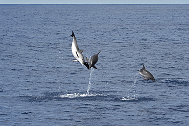 Atlantic Spotted Dolphin (Stenella frontalis) three animals breach simultaneously. Azores, Atlantic Ocean.