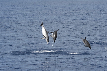 Atlantic Spotted Dolphin (Stenella frontalis) three animals breach simultaneously. Azores, Atlantic Ocean.