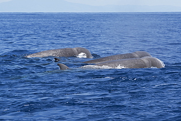 Northern Bottlenose Whale (Hyperoodon ampullatus) three adult animals surfacing, rare unusual image. Azores, Atlantic Ocean. MORE INFO: This was part of a group of 13 animals seen South of Pico Island, it is extremely rare to see so many Bottlenose Whales together.