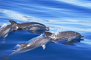 Atlantic Spotted Dolphin group (Stenella frontalis) four animals surfacing. Azores, Atlantic Ocean.