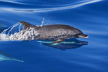 Atlantic Spotted Dolphin group (Stenella frontalis) mature adult surfacing with reflection visible. Azores, Atlantic Ocean.