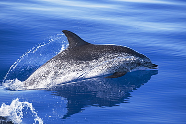 Atlantic Spotted Dolphin (Stenella frontalis) mature adult surfacing with reflection visible. Azores, Atlantic Ocean.