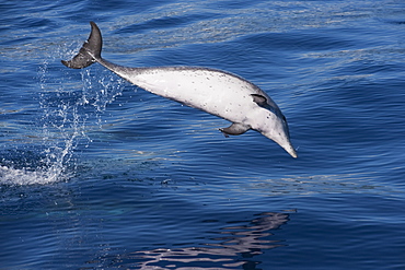 Atlantic Spotted Dolphin (Stenella frontalis) mature adult breaching high in the air. Azores, Atlantic Ocean.