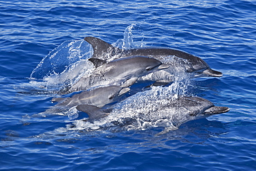 Atlantic Spotted Dolphin group (Stenella frontalis) two mature adult Females and two Juvenile animals. Azores, Atlantic Ocean