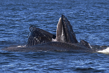 Humpback Whales (Megaptera novaeangliae) lunge-feeding on Krill. Monterey, California, Pacific Ocean. MORE INFO: Baleen Plates are visible on the top jaw & Krill can be seen escaping from the animals mouths.