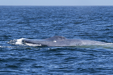 Blue Whale (Balaenoptera Musculus) surfacing. Monterey, California, Pacific Ocean. 