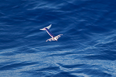 Flying Squid Species in mid-air (Ommastrephes bartramii). Extremely rare unusual image.  South Atlantic Ocean. MORE INFO: Flying Squid use membranes between their tentacles (visible on pic) & two fins at the rear of the mantle to glide through the air in a similar way to flying fish. These unique adaptations allow them to avoid predation more easily. Ommastrephid squids are among the strongest swimmers in the Cephalopoda. A number of species are fished commercially. This particular species (Ommastrephes bartramii), is commonly known as "Neon Flying Squid" due to its colouration and its ability to glide over the ocean surface as seen in the photographs. Please note that this is a genuine image of a wild animal in its natural environment. It is not a digital manipulation.