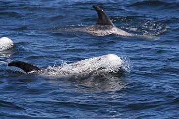 Rissos Dolphin (Grampus griseus) adult animals surfacing. Monterey, California, Pacific Ocean.