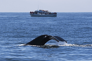 Humpback Whale (Megaptera novaeangliae) fluking with Whale Watching boat in the background. Monterey, California, Pacific Ocean.