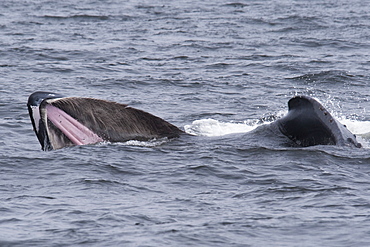 Humpback Whale (Megaptera novaeangliae) lunge-feeding on Krill. Monterey, California, Pacific Ocean. MORE INFO: Baleen Plates are visible on the top jaw & Krill can be seen escaping from the animals mouth.