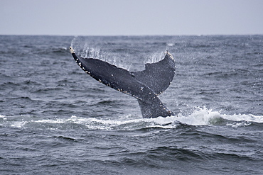 Humpback Whale (Megaptera novaeangliae) adult animal lob-tailing. Monterey, California, Pacific Ocean.