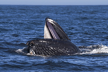 Humpback Whale (Megaptera novaeangliae) lunge-feeding on Krill. Monterey, California, Pacific Ocean. MORE INFO: Baleen Plates are visible on the top jaw & Krill can be seen escaping from the animals mouth.