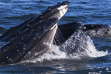 Humpback Whales (Megaptera novaeangliae) 2 adult animals lunge-feeding on Krill. Monterey, California, Pacific Ocean. MORE INFO: Baleen Plates are visible on the top jaw & Krill can be seen escaping from inside the animals mouths.