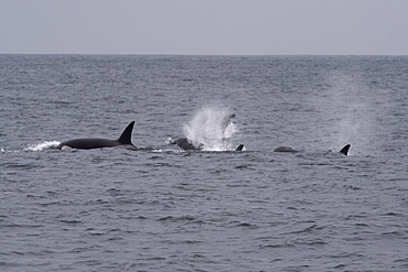 Transient killer whales (Orca) (Orcinus orca), hunting a California sealion (Zalophus californianus), Monterey, California, United States of America, North America