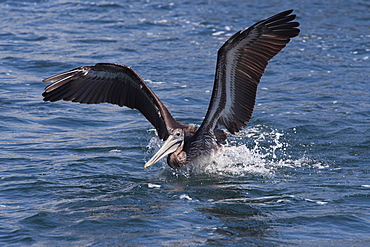 Brown pelican (Pelecanus occidentalis), Monterey Bay, California, United States of America, North America