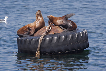 California sealions (Zalophus californianus), resting on buoy, Monterey, California, United States of America, North America