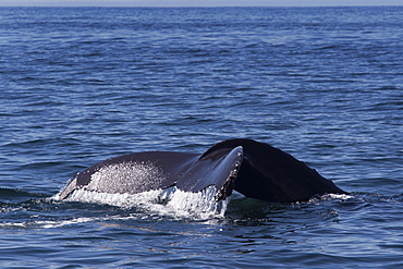 Humpback whale (Megaptera novaeangliae) adult fluking, Monterey, California, United States of America, North America