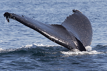 Humpback whale (Megaptera novaeangliae) adult fluking, Monterey, California, United States of America, North America