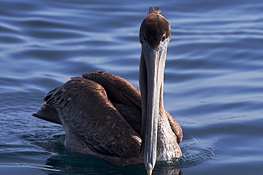 Brown pelican (Pelecanus occidentalis), Monterey Bay, California, United States of America, North America