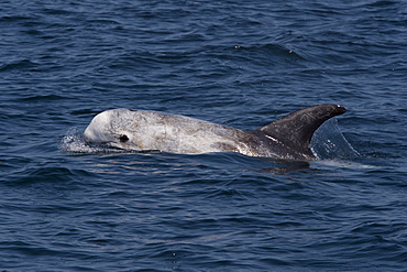 Rissos dolphin (Grampus griseus), adult animal surfacing, Monterey, California, United States of America, North America