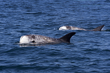 Rissos dolphin (Grampus griseus), adult animal surfacing, Monterey, California, United States of America, North America