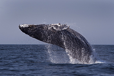 Humpback whale (Megaptera novaeangliae), adult female breaching, Monterey, California, United States of America, North America