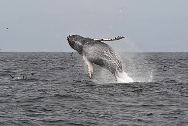 Humpback whale (Megaptera novaeangliae), calf breaching, Monterey, California, United States of America, North America