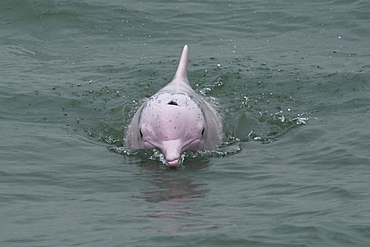 Indo Pacific humpback dolphin (Sousa chinensis) adult surfacing, Hong Kong, Pearl River Delta, China, Asia