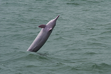 Indo Pacific humpback dolphin (Sousa chinensis) adult female breaching, Hong Kong, Pearl River Delta, China, Asia