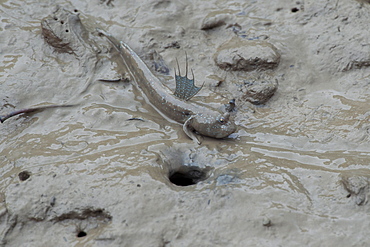 Great blue spotted mudskipper (Boleophthalmus pectinirostris), Mangrove forest, Hong Kong, China, Asia