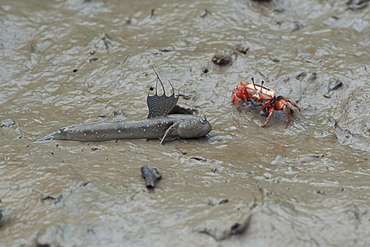 Great blue spotted mudskipper (Boleophthalmus pectinirostris), Mangrove forest, Hong Kong, China, Asia