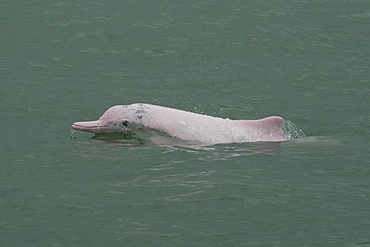 Indo Pacific humpback dolphin (Sousa chinensis) adult surfacing, Hong Kong, Pearl River Delta, China, Asia