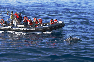 Tourists watch an Atlantic spotted dolphin (Stenella frontalis), during a Whale-Watching trip, Azores, Atlantic Ocean