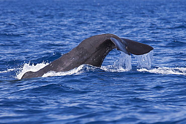 Sperm whale (Physeter macrocephalus), adult animal fluking, near Pico, Azores, Atlantic Ocean