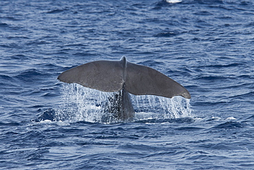 Sperm whale (Physeter macrocephalus), adult animal fluking, near Pico, Azores, Atlantic Ocean