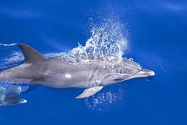 Atlantic spotted dolphin (Stenella frontalis) juvenile surfacing on calm seas with reflection visible, Azores, Atlantic Ocean, Portugal, Europe