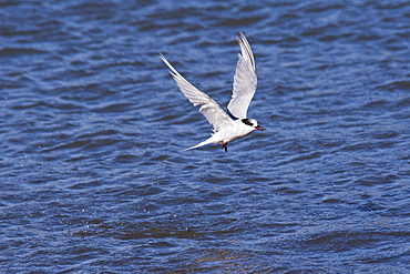 Antarctic tern (Sterna vittata) adult bird with krill in its beak, South Georgia, South Atlantic Ocean, Polar Regions