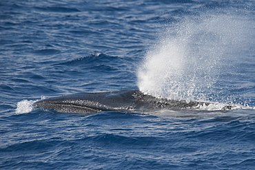 Sei Whale (Balaenoptera borealis), blowing at the surface, Azores, Atlantic Ocean, Portugal, Europe