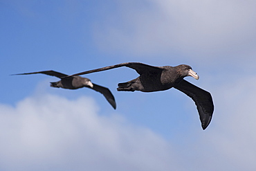 Southern giant petrels (Macronectes giganteus), Gough Island, South Atlantic Ocean, Polar Regions