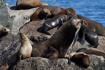 California sealions (Zalophus californianus) large dominant bull growling at the rest of the rookery, Monterey, California, United States of America, North America