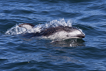 Pacific white-sided dolphin (Lagenorhynchus obliquidens) surfacing, Monterey, California, Pacific Ocean, United States of America, North America