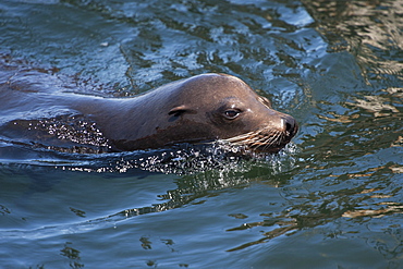 Bull California sealion (Zalophus californianus), Monterey, California, United States of America, North America