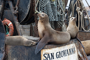 California sealions (Zalophus californianus) resting on fishing boat, Monterey, California, United States of America, North America