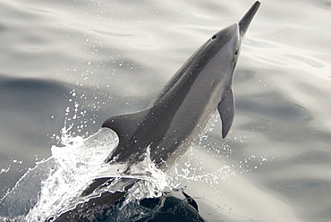 Spinner Dolphin (Stenella Longirostris). Azores, North Atlantic