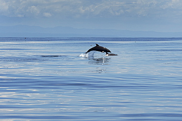 Common bottlenose dolphin (Tursiops truncatus) porpoising on calm seas, Costa Rica, Pacific Ocean, Central America