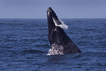 Humpback Whale (Megaptera novaeangliae) head-slapping, Monterey, California, Pacific Ocean, United States of America, North America