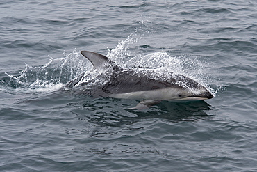 Pacific white-sided dolphin (Lagenorhynchus obliquidens) surfacing, Monterey, California, Pacific Ocean, United States of America, North America