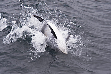 Pacific white-sided dolphin (Lagenorhynchus obliquidens) unusual spinning behaviour, Monterey, California, Pacific Ocean, United States of America, North America