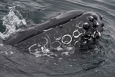 Humpback whale (Megaptera novaeangliae) interacting with Whalewatch boat, Monterey, California, United States of America, North America