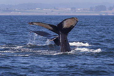 Humpback whales (Megaptera novaeangliae) double fluke, Monterey, California, Pacific Ocean, United States of America, North America